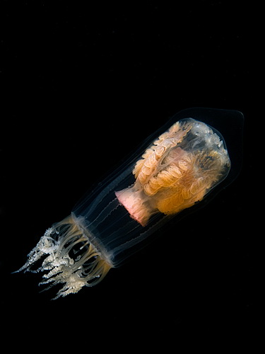 Deep sea mastermind
